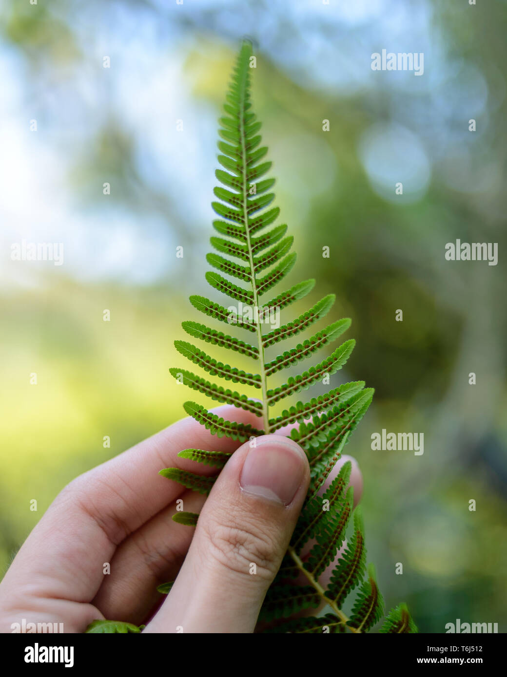 Fern illustration hi-res stock photography and images - Alamy