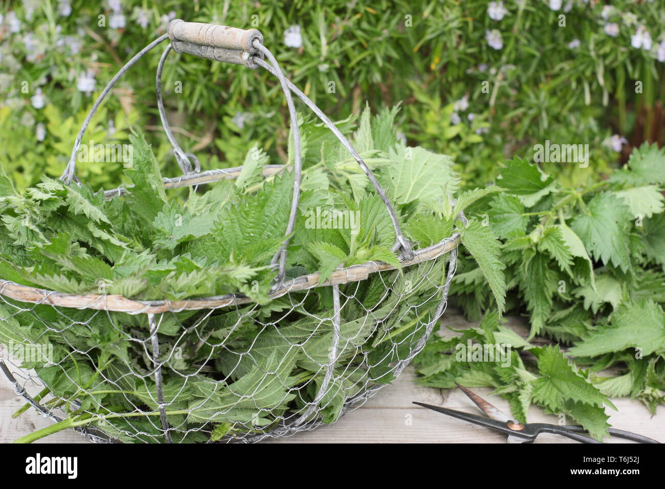 Urtica dioica. Freshly picked stinging nettles in colander for making into liquid plant fertiliser Stock Photo