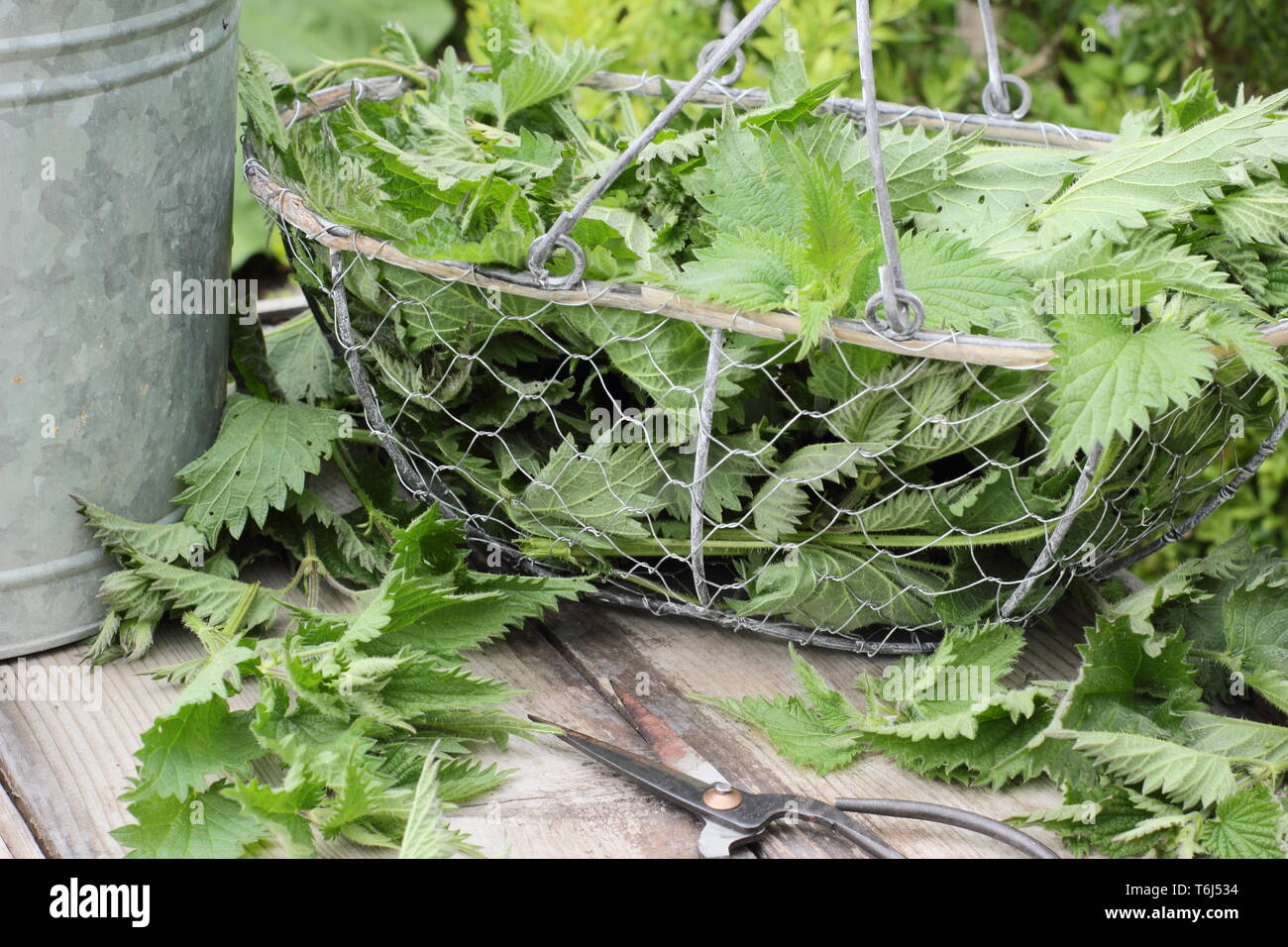 Urtica dioica. Freshly picked stinging nettles in colander for making into liquid plant fertiliser Stock Photo
