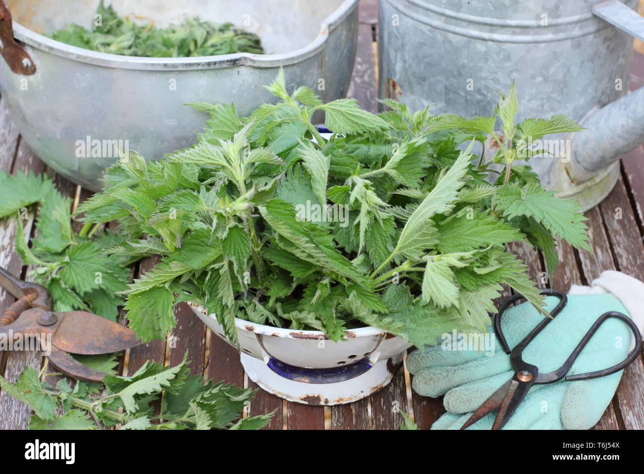 Urtica dioica. Preparing to make nettle fertiliser with freshly picked stinging nettles,gloves, scissors, container and watering can Stock Photo