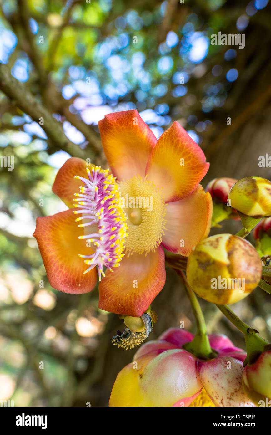 Beautiful fragrant, flower of a cannonball tree Stock Photo
