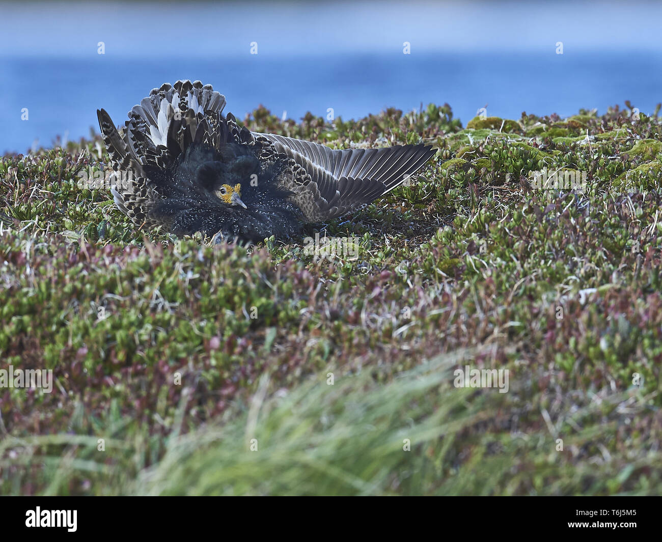 Europe european breeding hi-res stock photography and images - Alamy