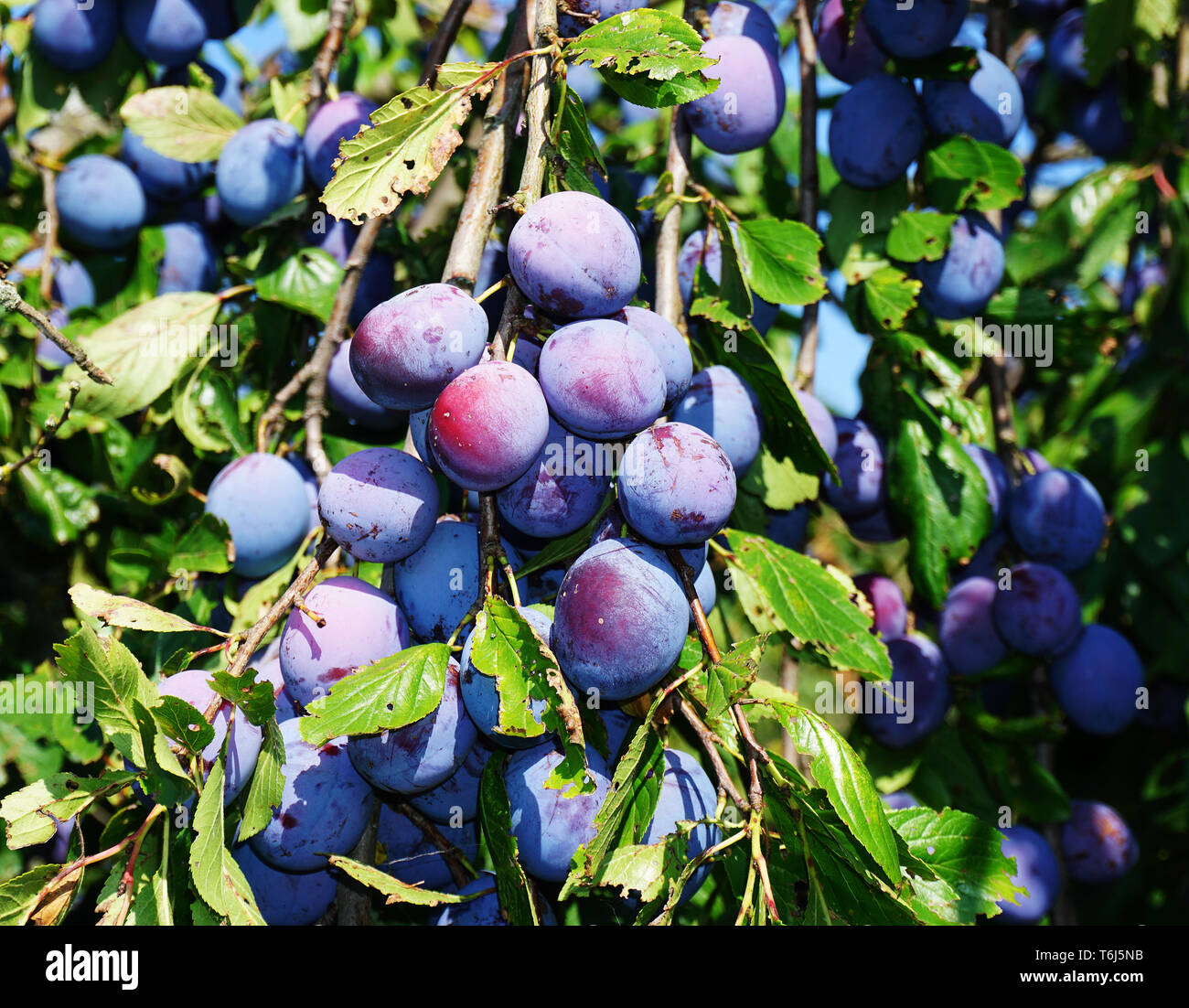 Prunus Domestica Subsp Domestica High Resolution Stock Photography and