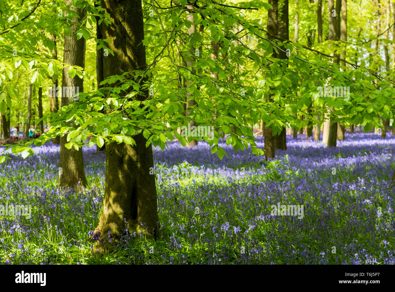 Bluebells and  Beech Trees Dockey Woods Ashridge Estate,UK Stock Photo