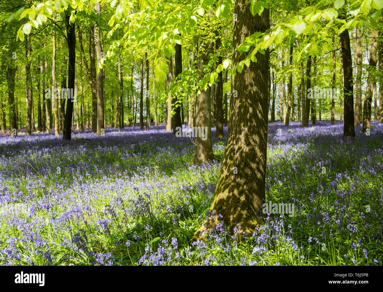 Bluebells and Beech Trees Dockey Woods Ashridge Estate,UK Stock Photo
