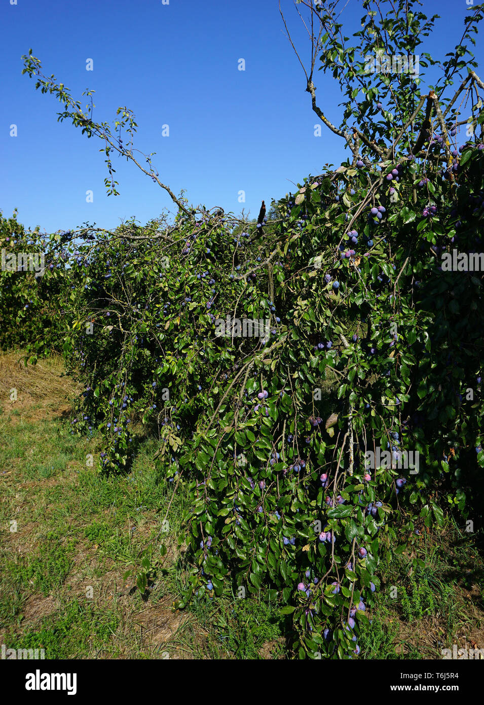 european plum, common plum, Prunus domestica subsp. domestica Stock Photo