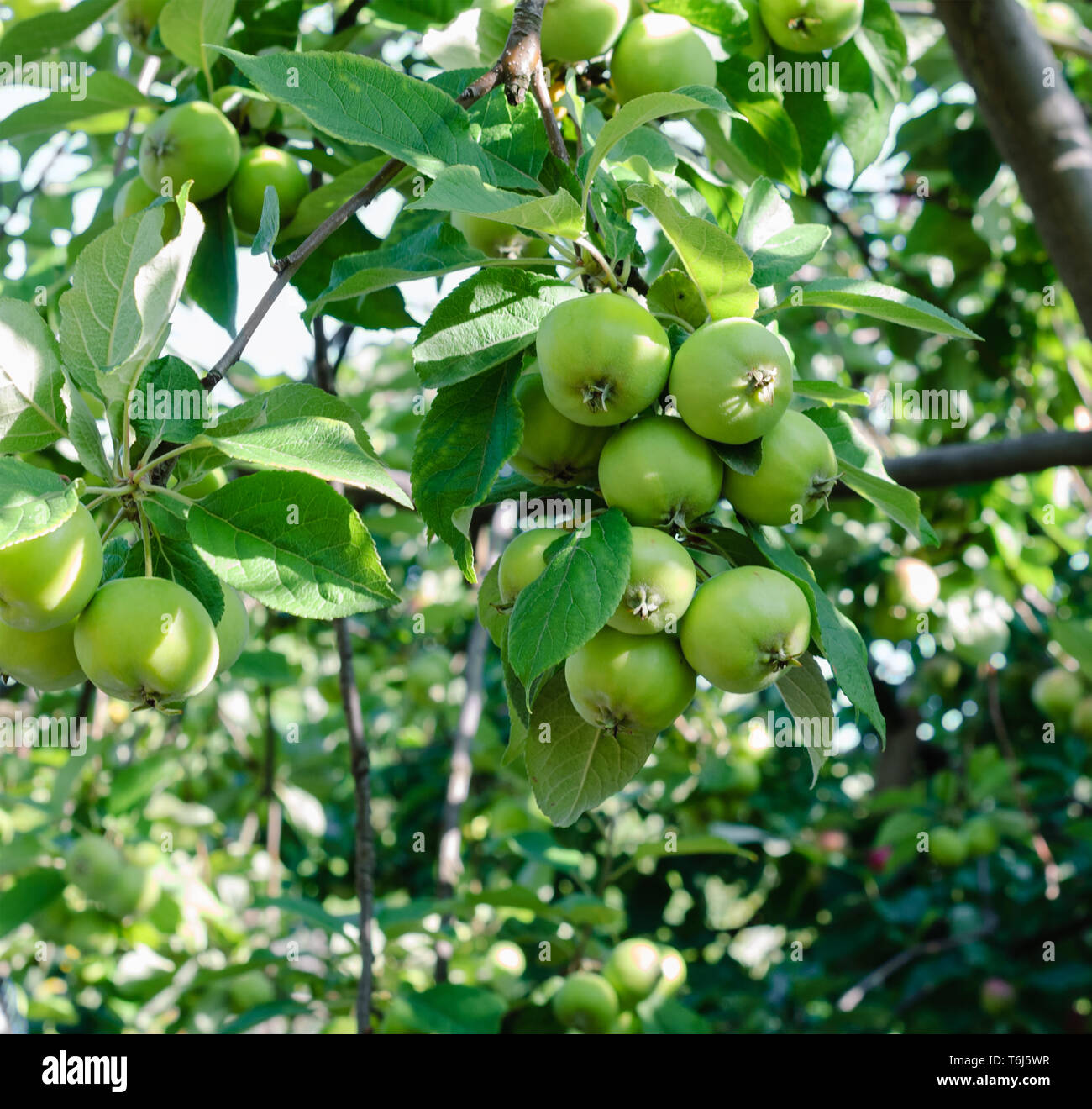 Ripening apples on a branch in the orchard Stock Photo - Alamy