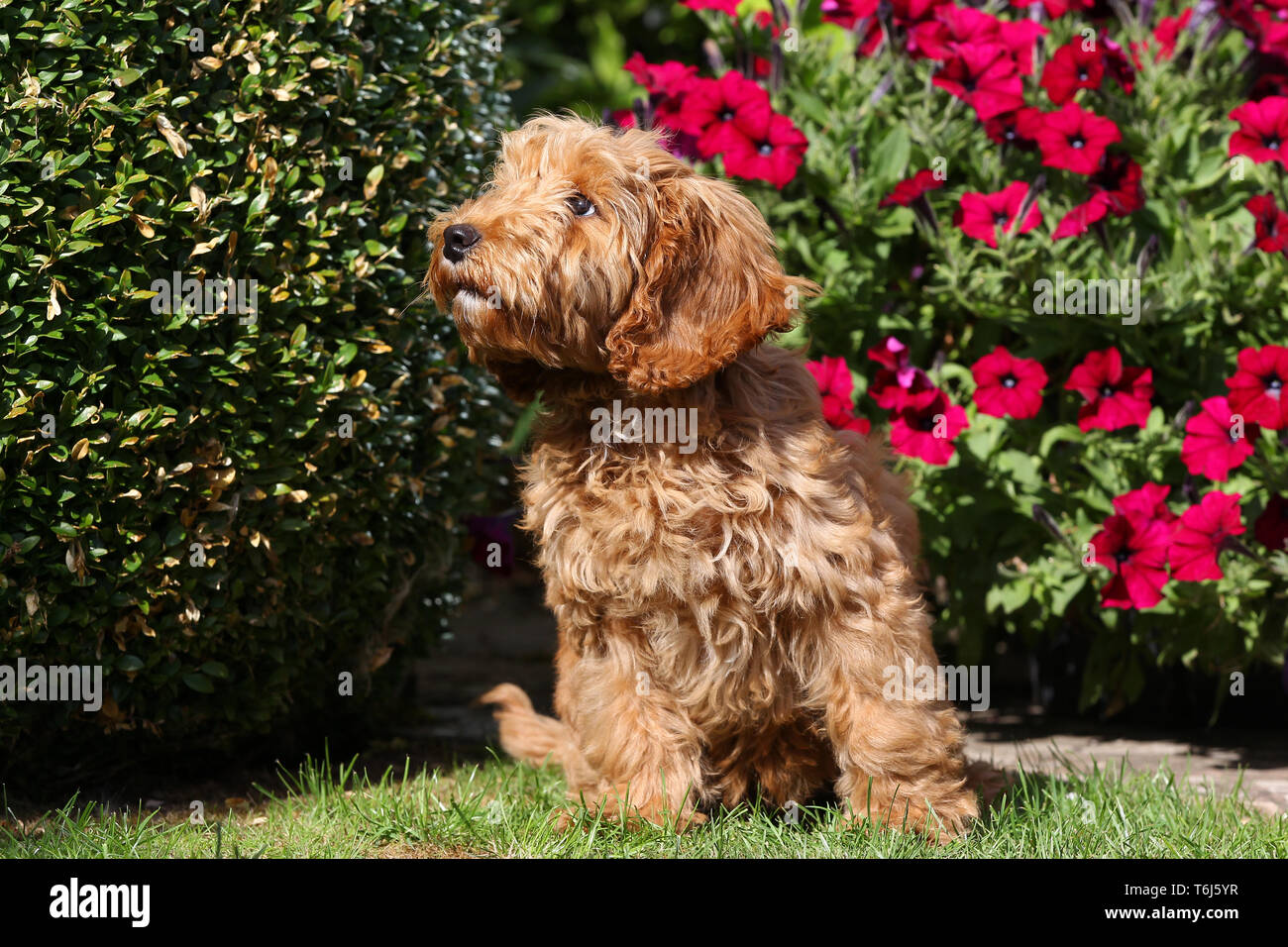 Cockerpoo down hi-res stock photography and images - Alamy