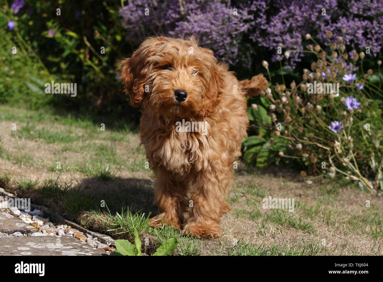 Cockerpoo down hi-res stock photography and images - Alamy