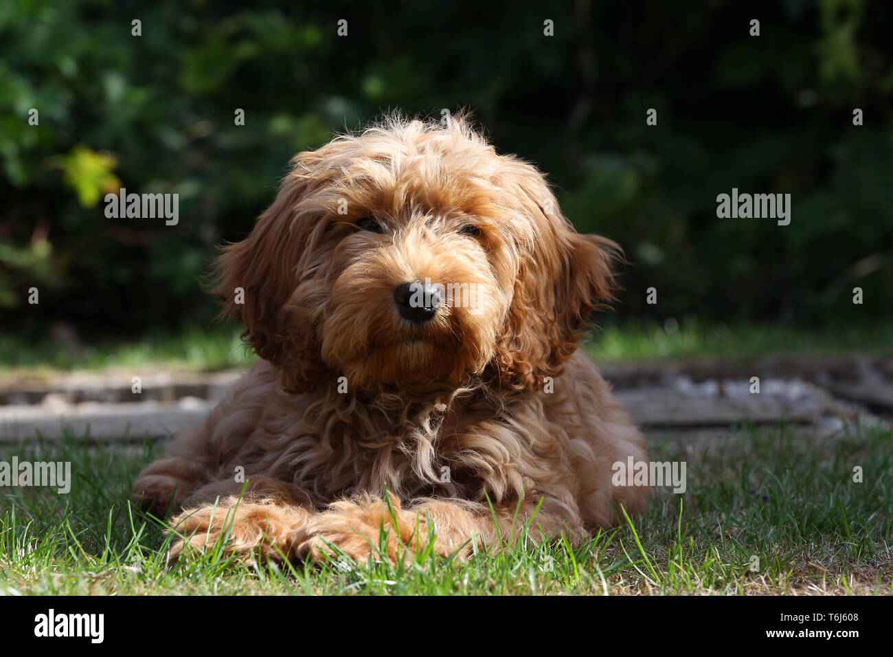 Cockerpoo down hi-res stock photography and images - Alamy