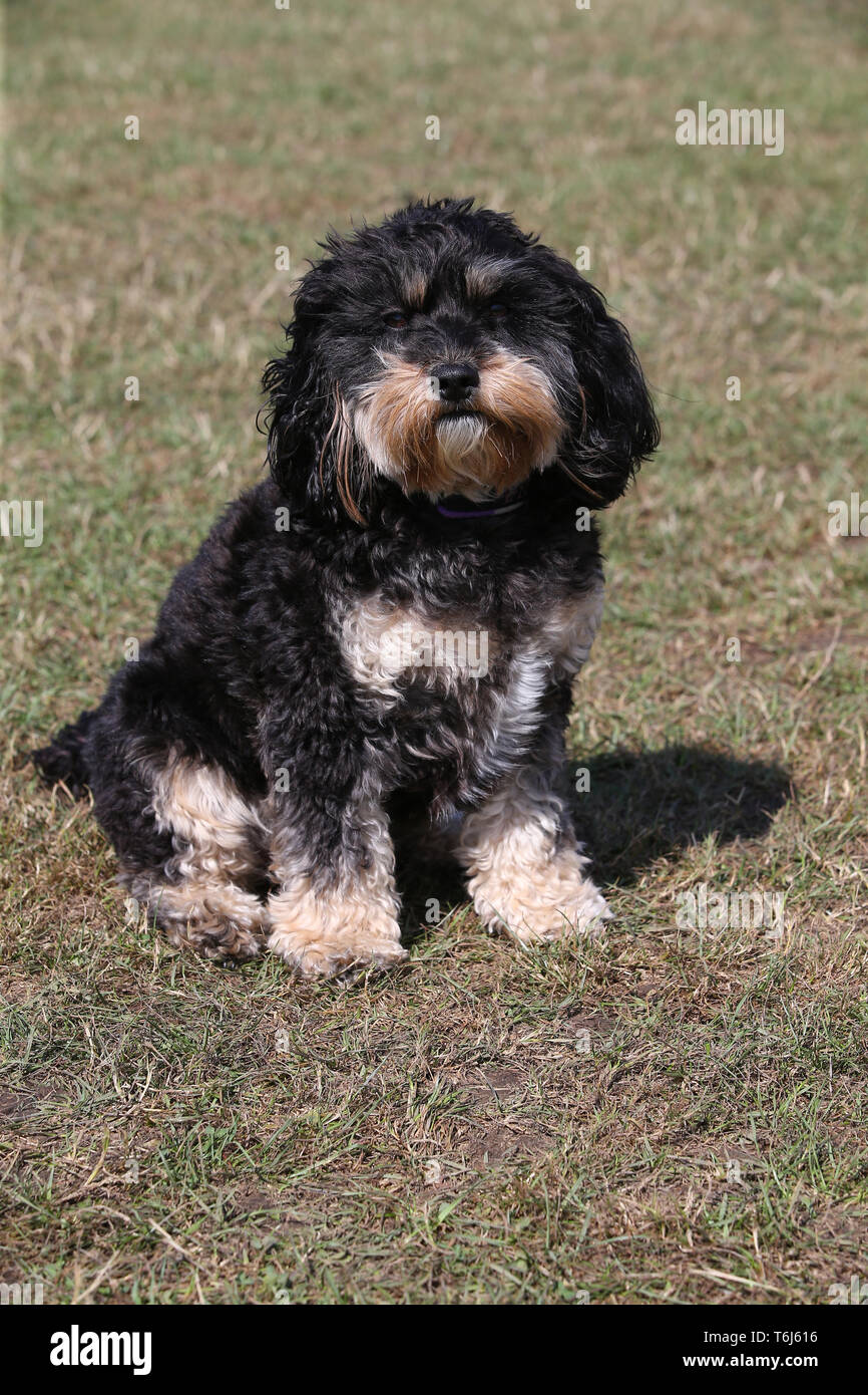 Cockerpoo down hi-res stock photography and images - Alamy