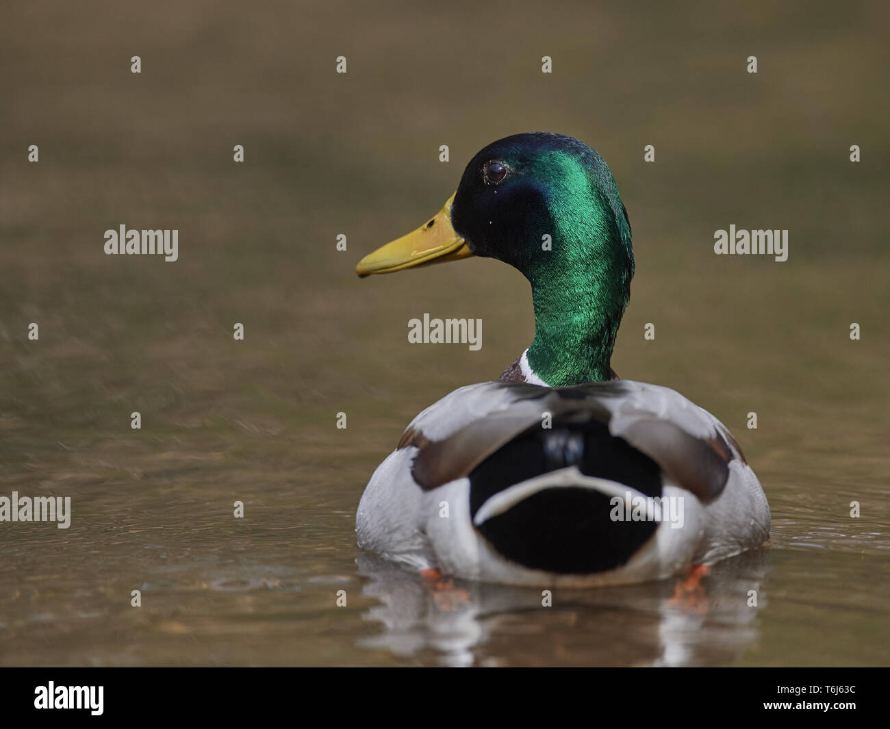 Mallard, Anas platyrhynchos Stock Photo