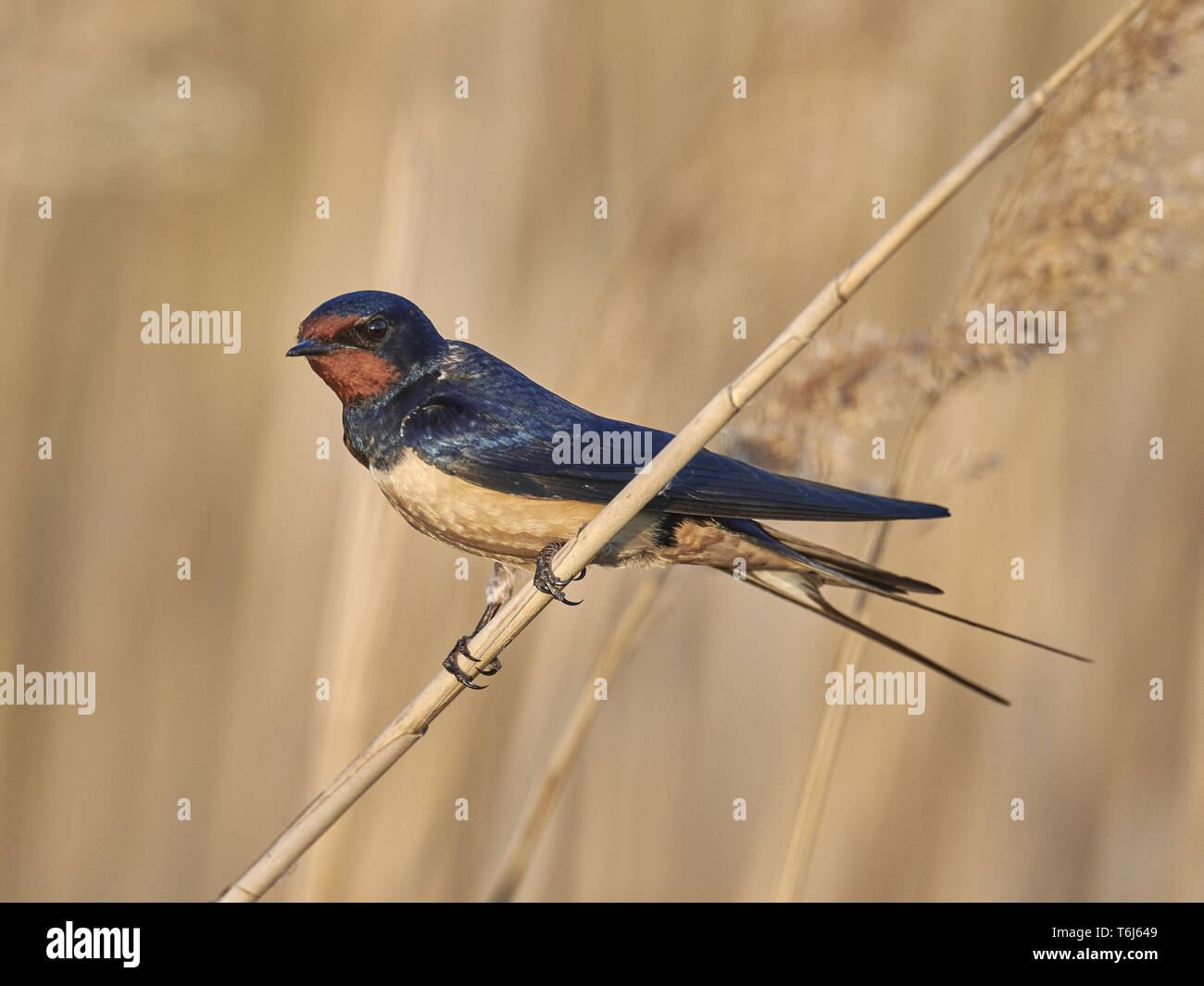 eurasian barn swallow, Hirundo rustica Stock Photo