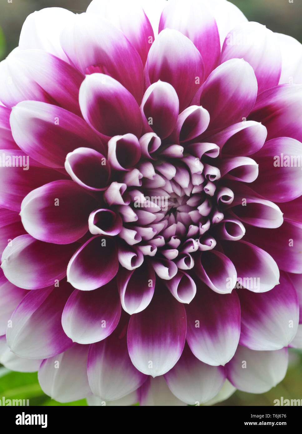 Dahlia {garden dahlia} {pinnate dahlia} Stock Photo