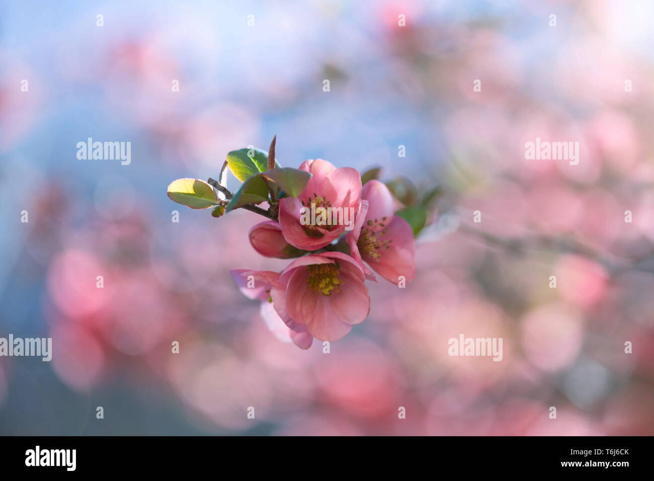 Chaenomeles japonica (Japanese Quince Stock Photo Alamy