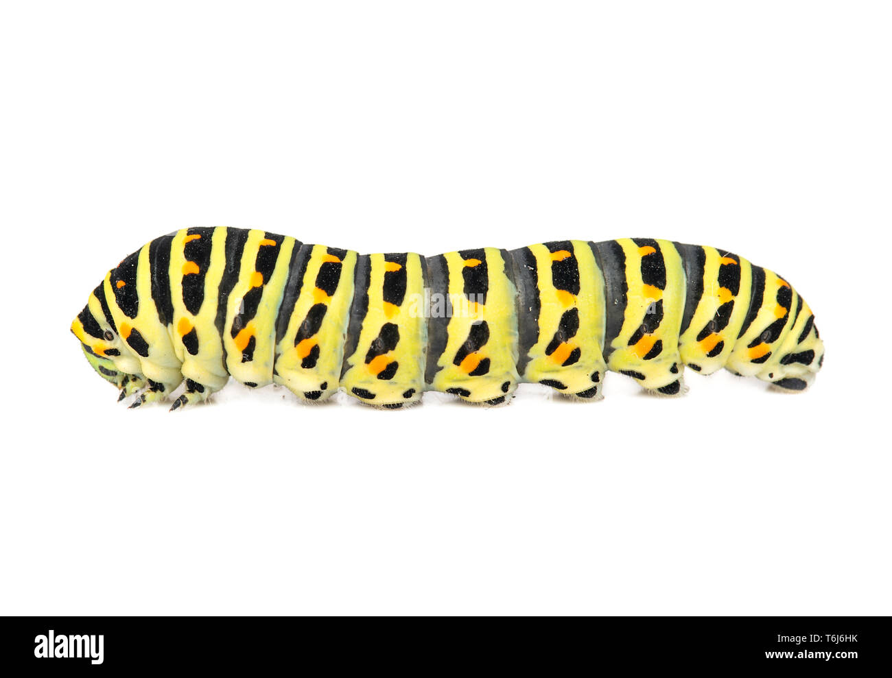 Caterpillar eating leaf Cut Out Stock Images & Pictures Alamy