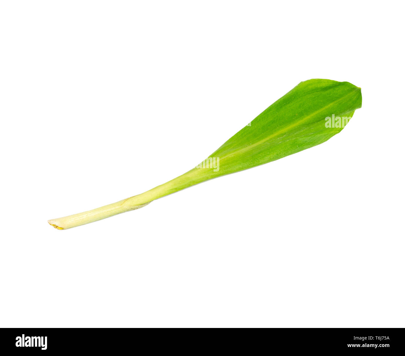 Leaves of fresh wild garlic isolated on white background Stock Photo