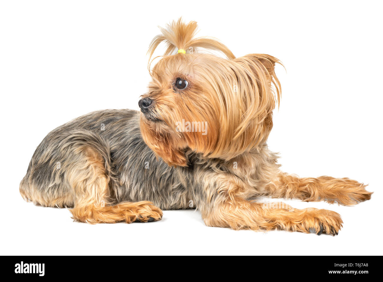 Why Do Yorkies Pant So Much