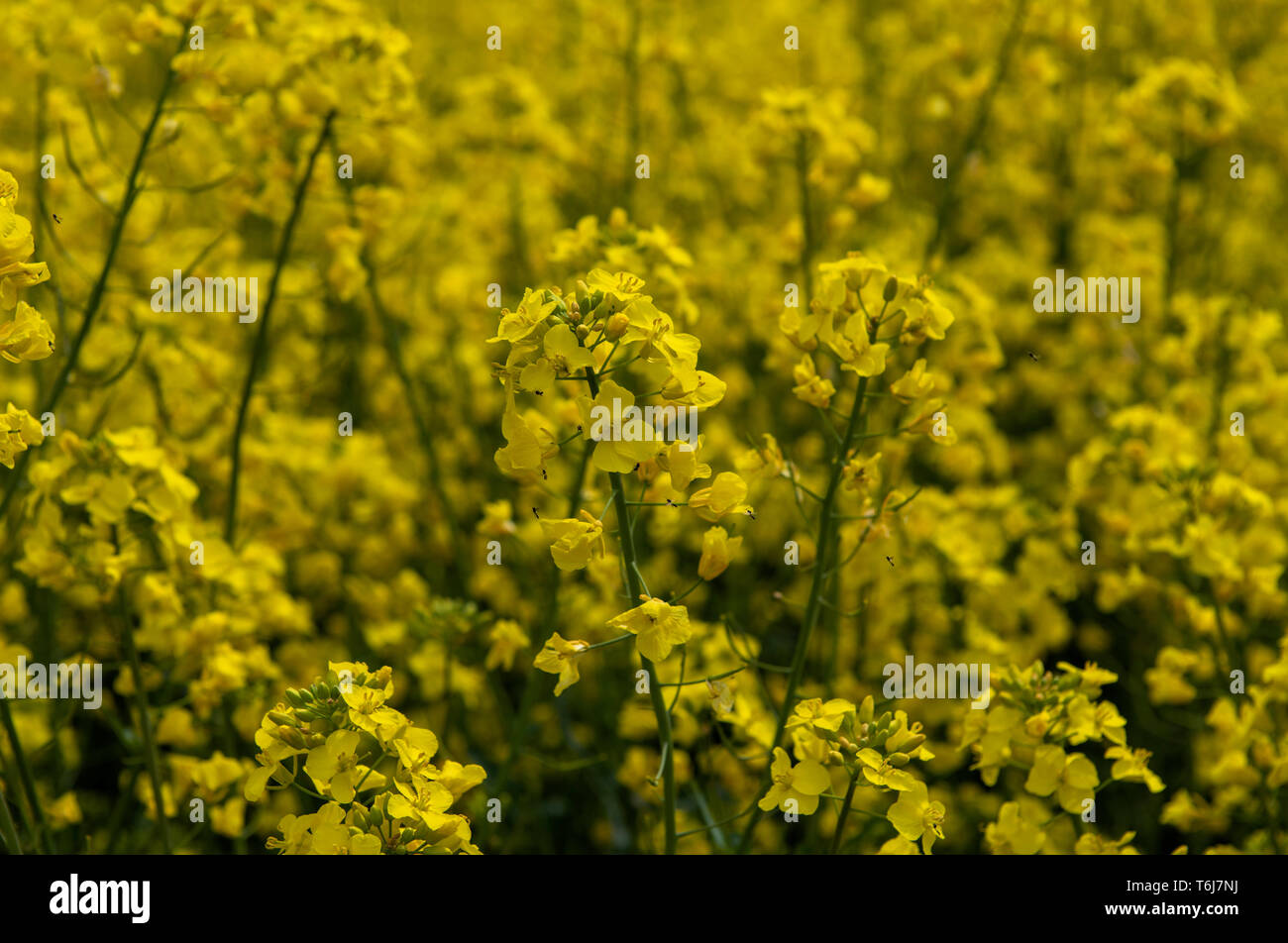 Yellow flowering rape seed UK Stock Photo