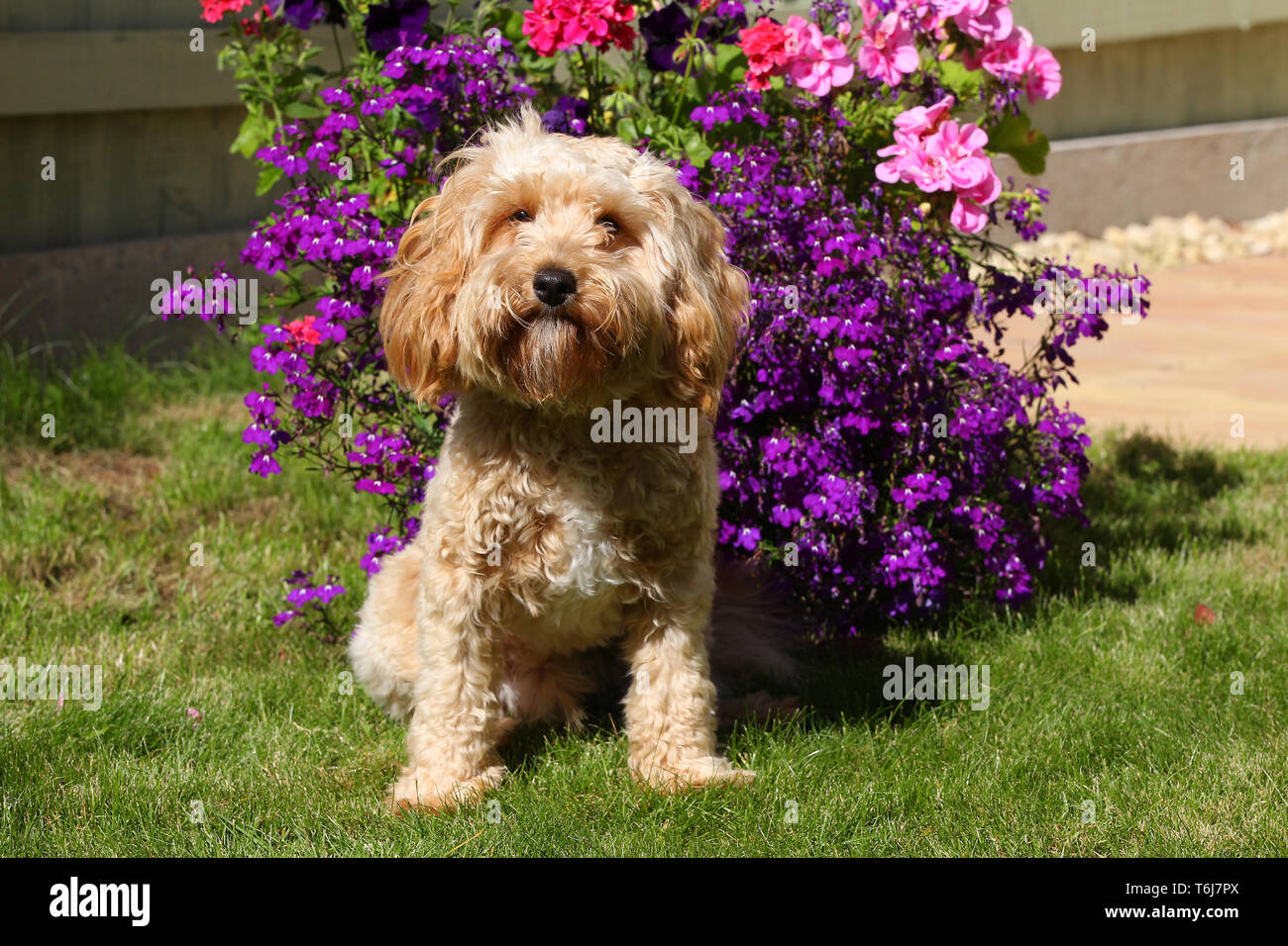 Cavapoo standing hi-res stock photography and images - Alamy