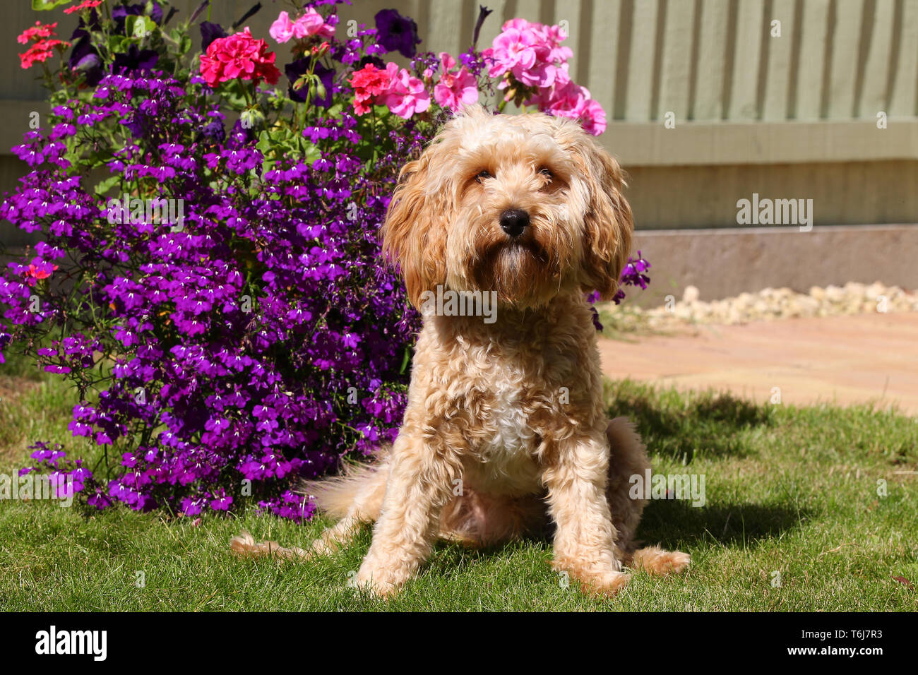 Cavapoo standing hi-res stock photography and images - Alamy