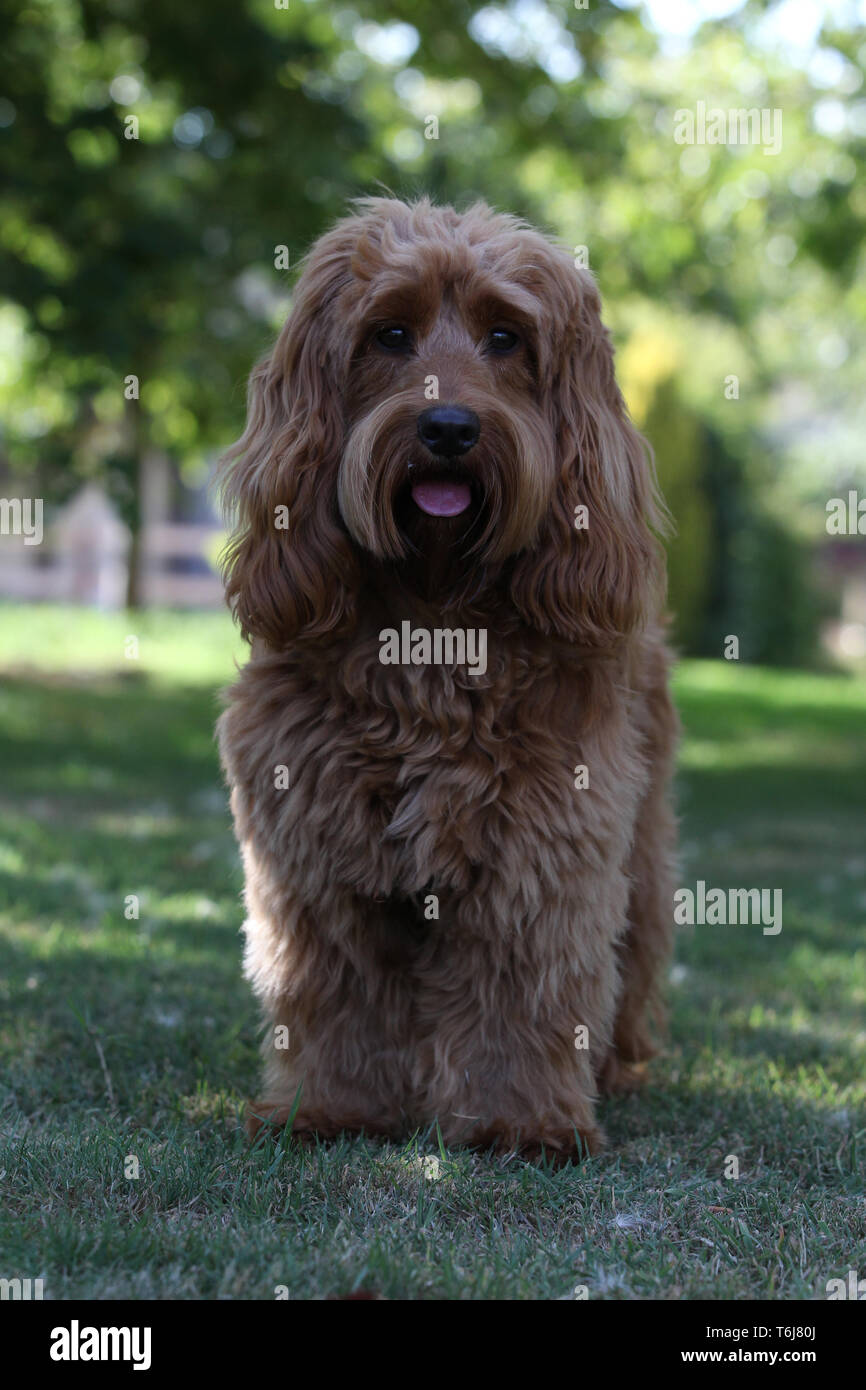 Cockerpoo standing hi-res stock photography and images - Alamy