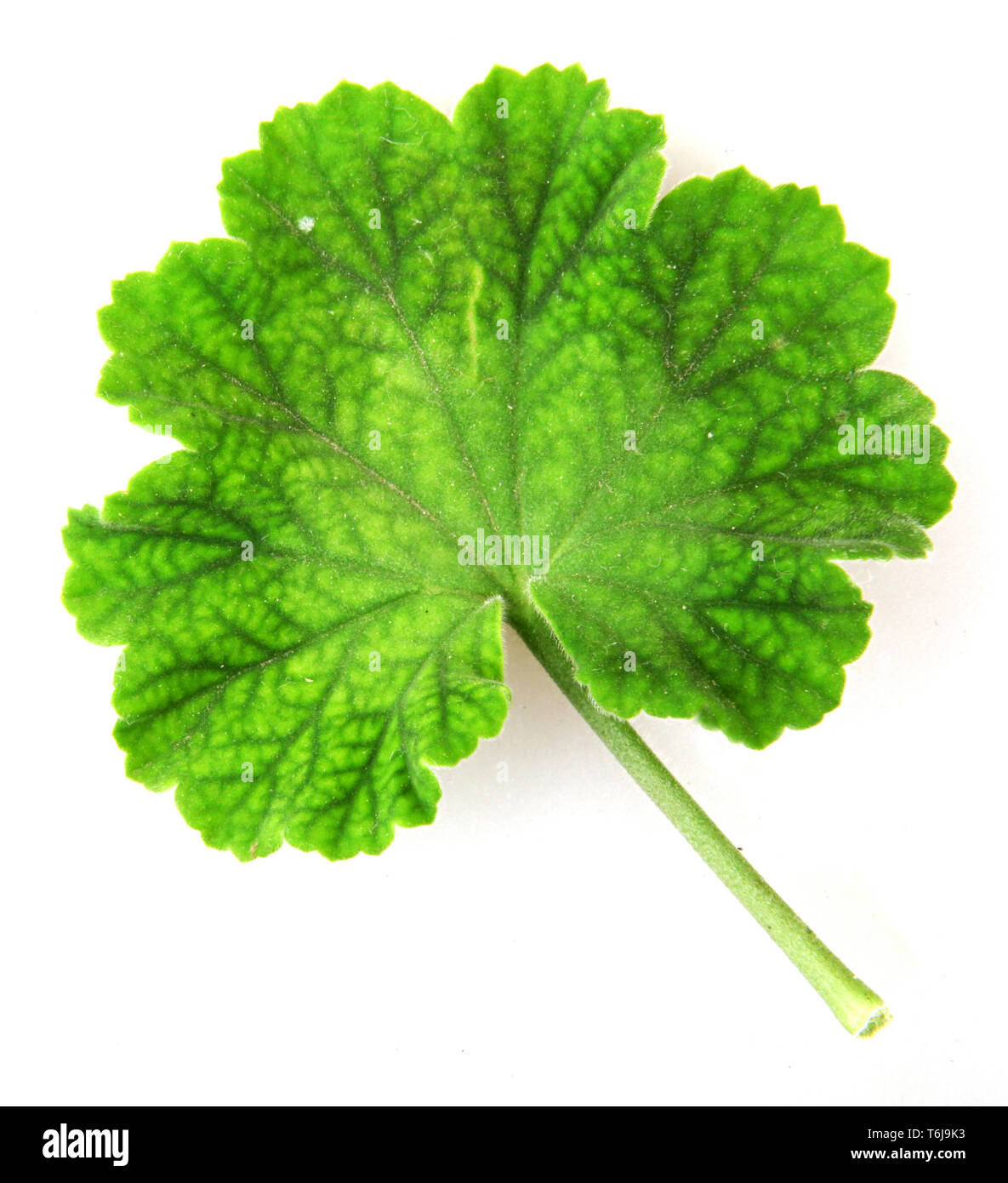 Geranium Pelargonium Leaf Stock Photo