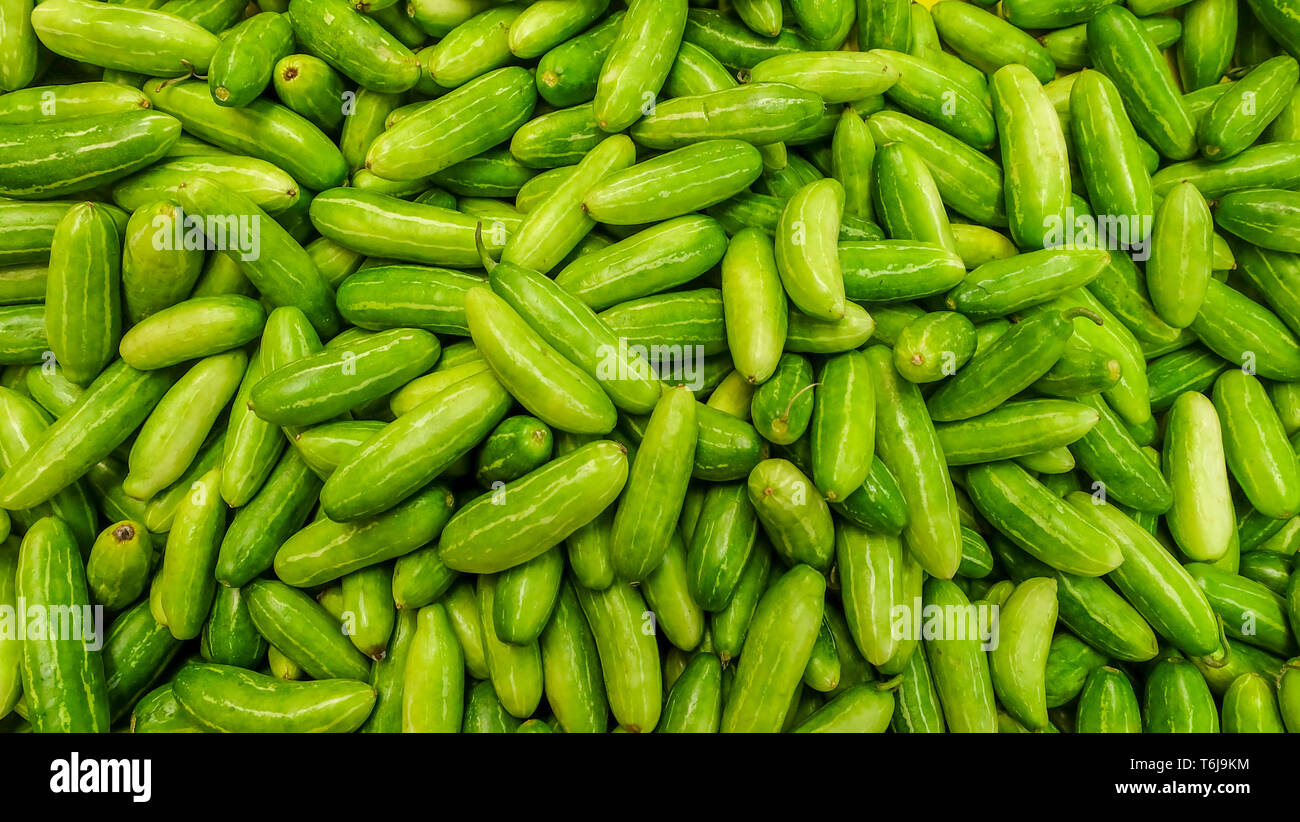 Raw Green Organic Tindora suitable for background images. Stock Photo
