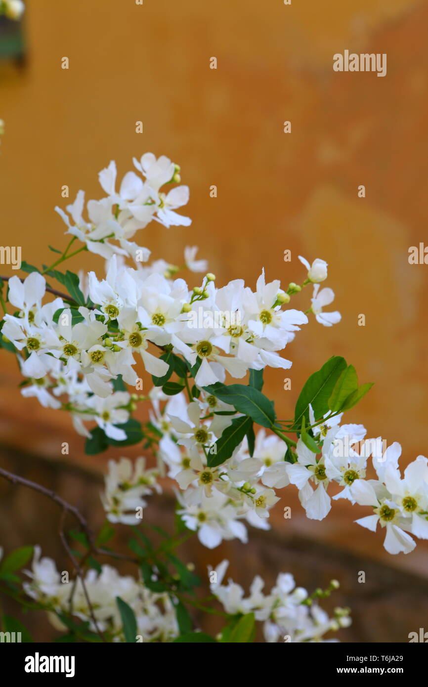 Jasmine bush on a background of orange old wall Stock Photo Alamy