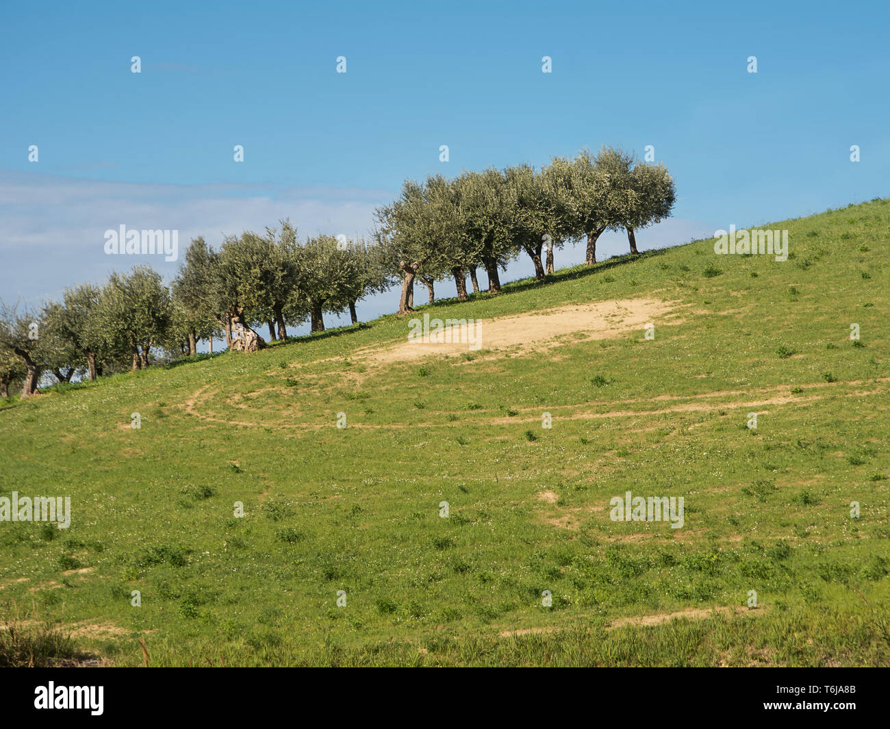 Abruzzo italy olive tree hi-res stock photography and images - Alamy