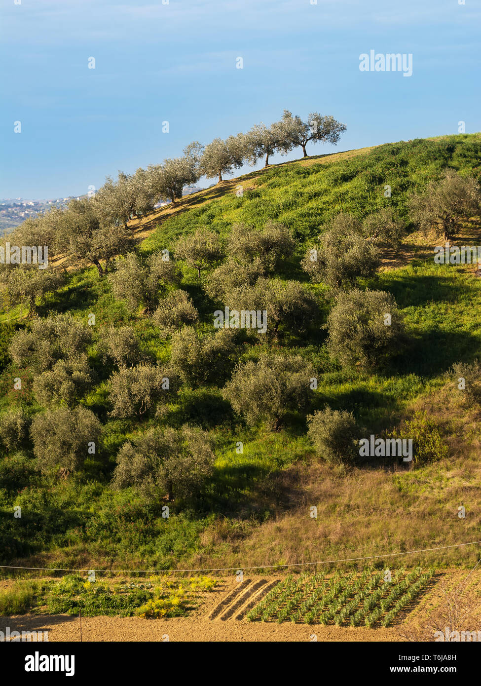 Abruzzo italy olive tree hi-res stock photography and images - Alamy