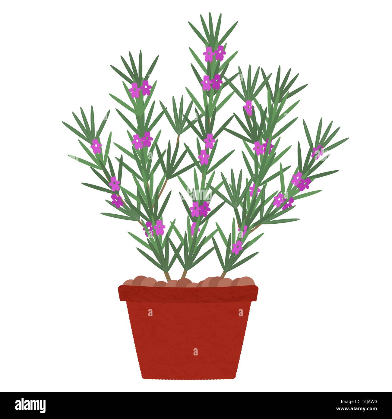 Rosemary tree with flowers in clay pot. Isolated. White background Stock Vector Image & Art Alamy
