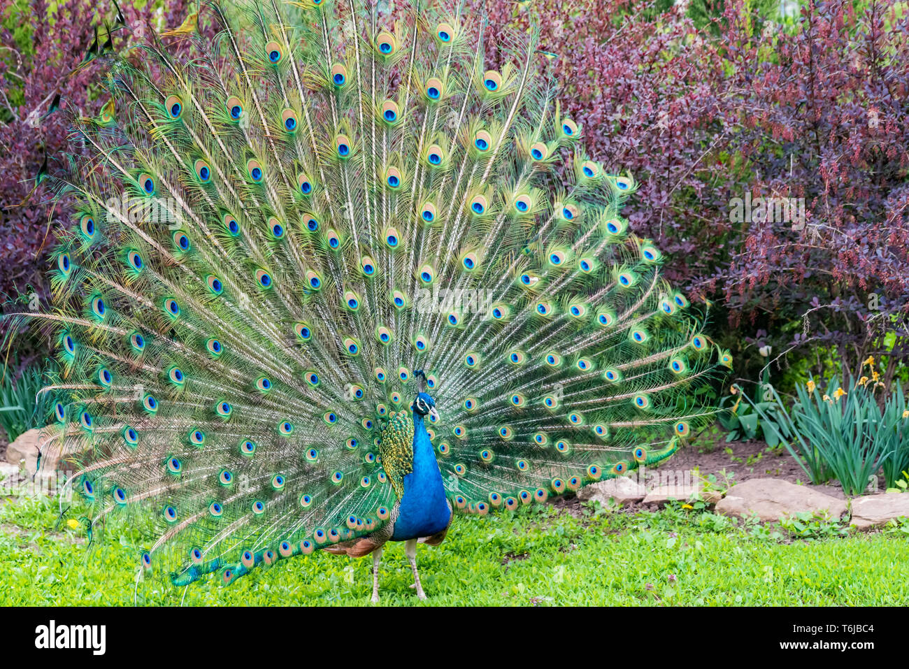 Peacock blue male hi-res stock photography and images - Alamy