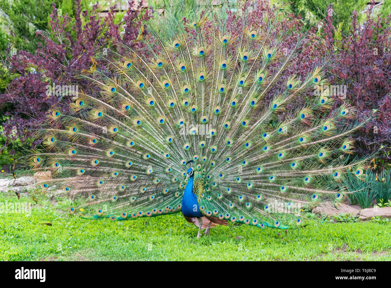 Peacock blue male hi-res stock photography and images - Alamy