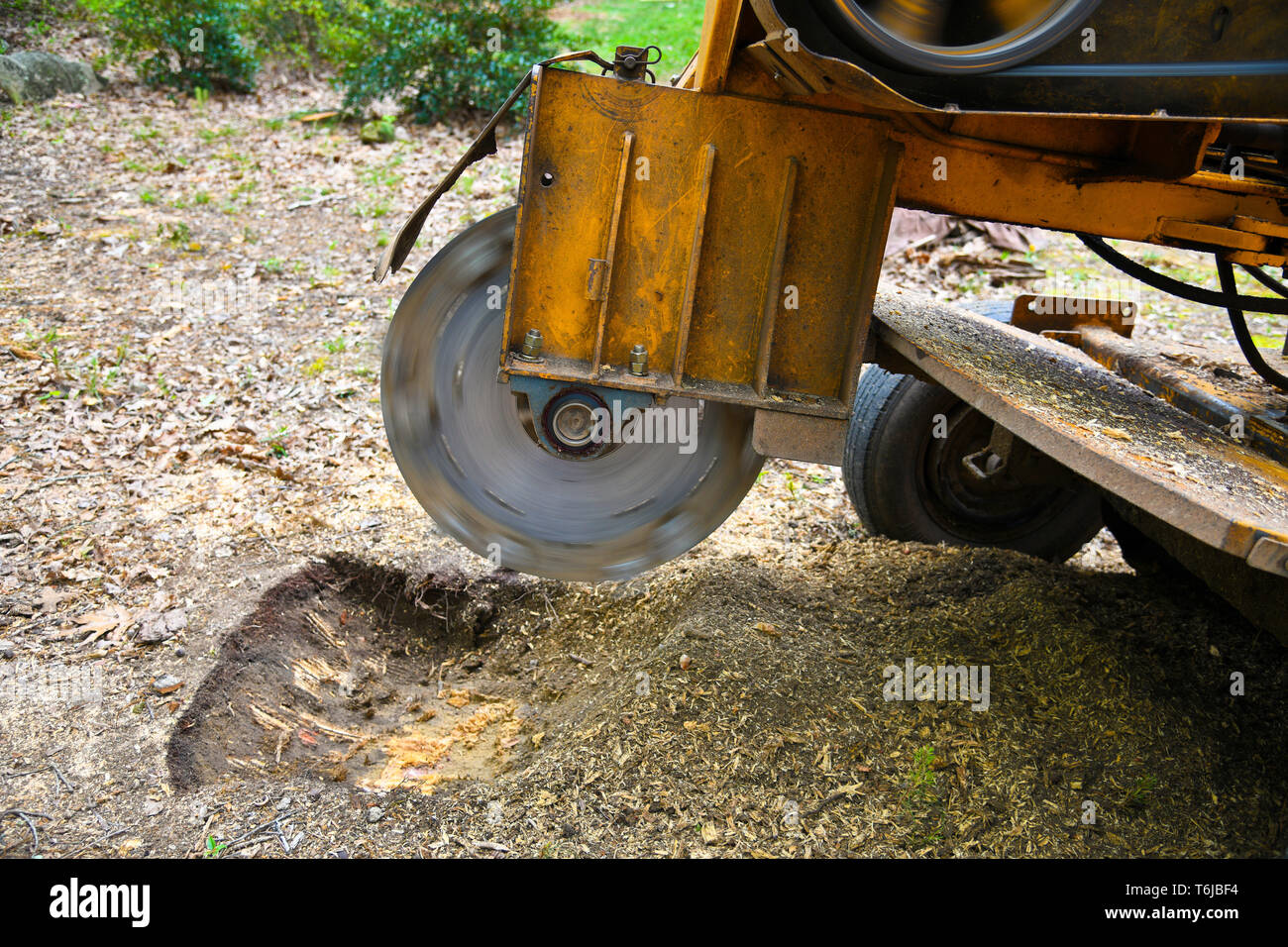 A Stump Grinding  Machine Removing a Stump from Cut Down Tree Stock Photo