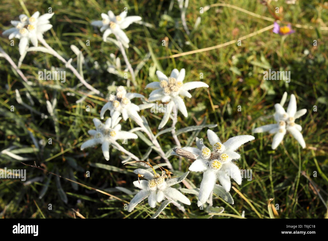 edelweis flowers on a spring field Stock Photo