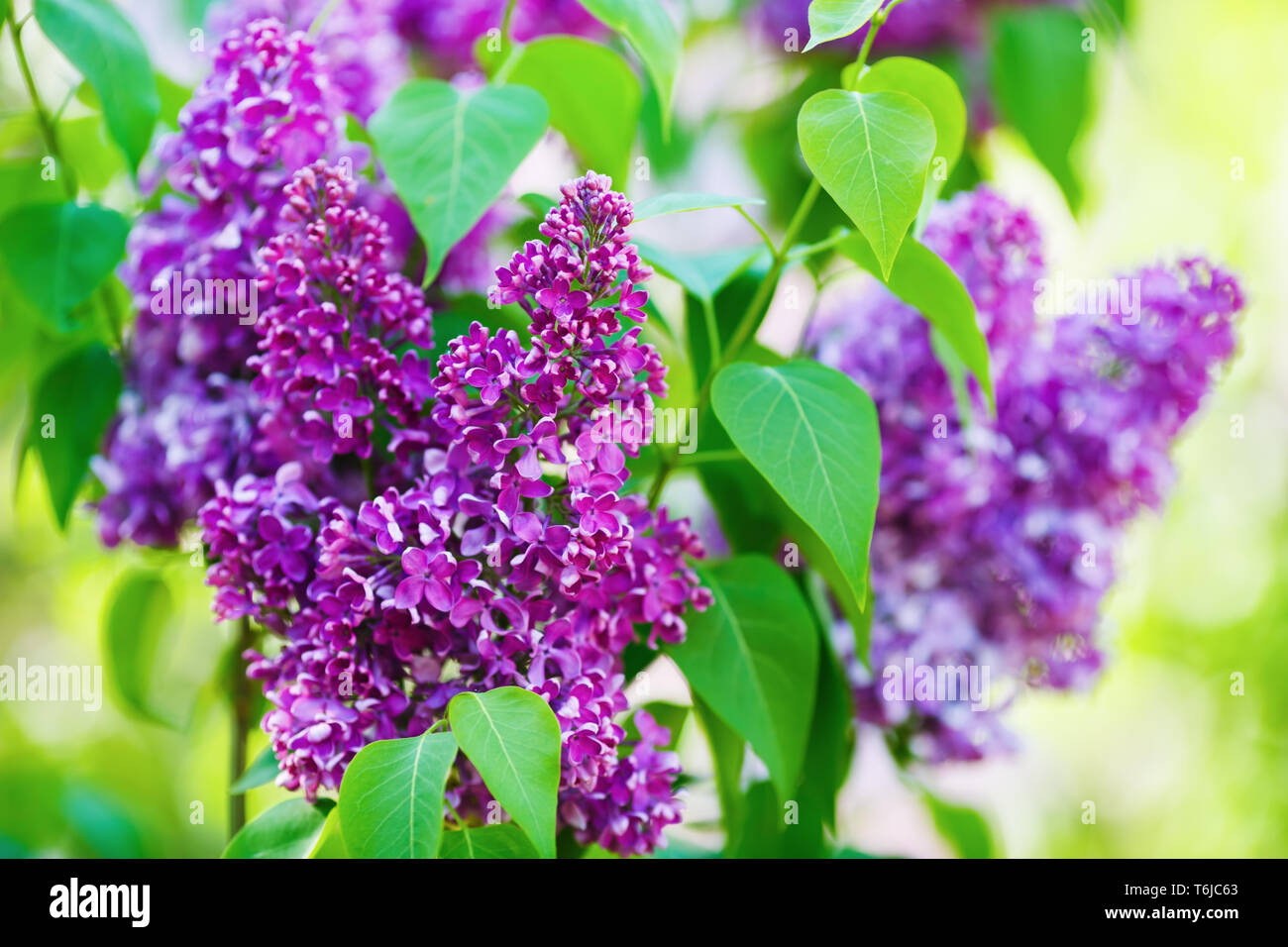 Purple lilacs blossoms Stock Photo - Alamy