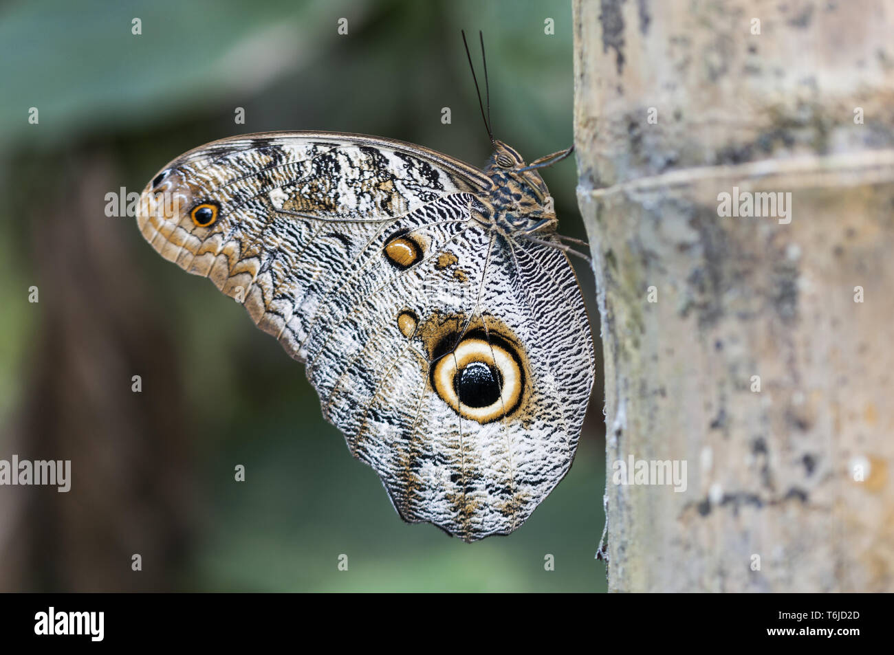 Butterfly, caligo memnon, lepidoptera Stock Photo