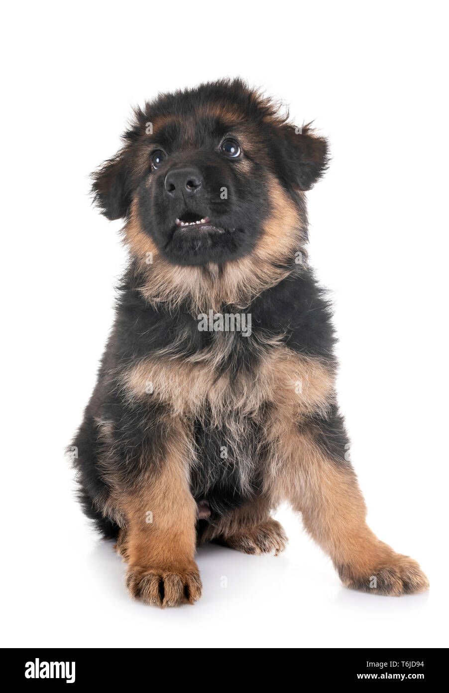 puppy german shepherd in front of white background Stock Photo - Alamy