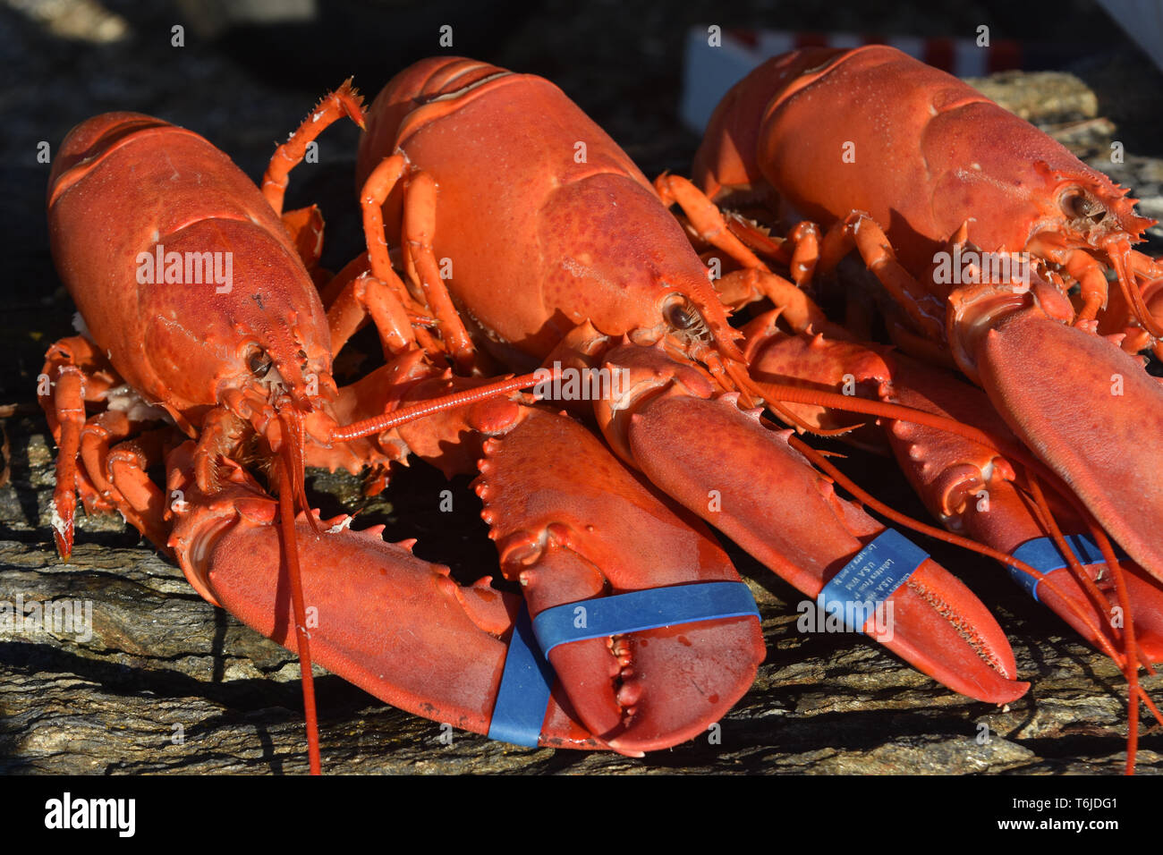 The great american lobster hires stock photography and images Alamy