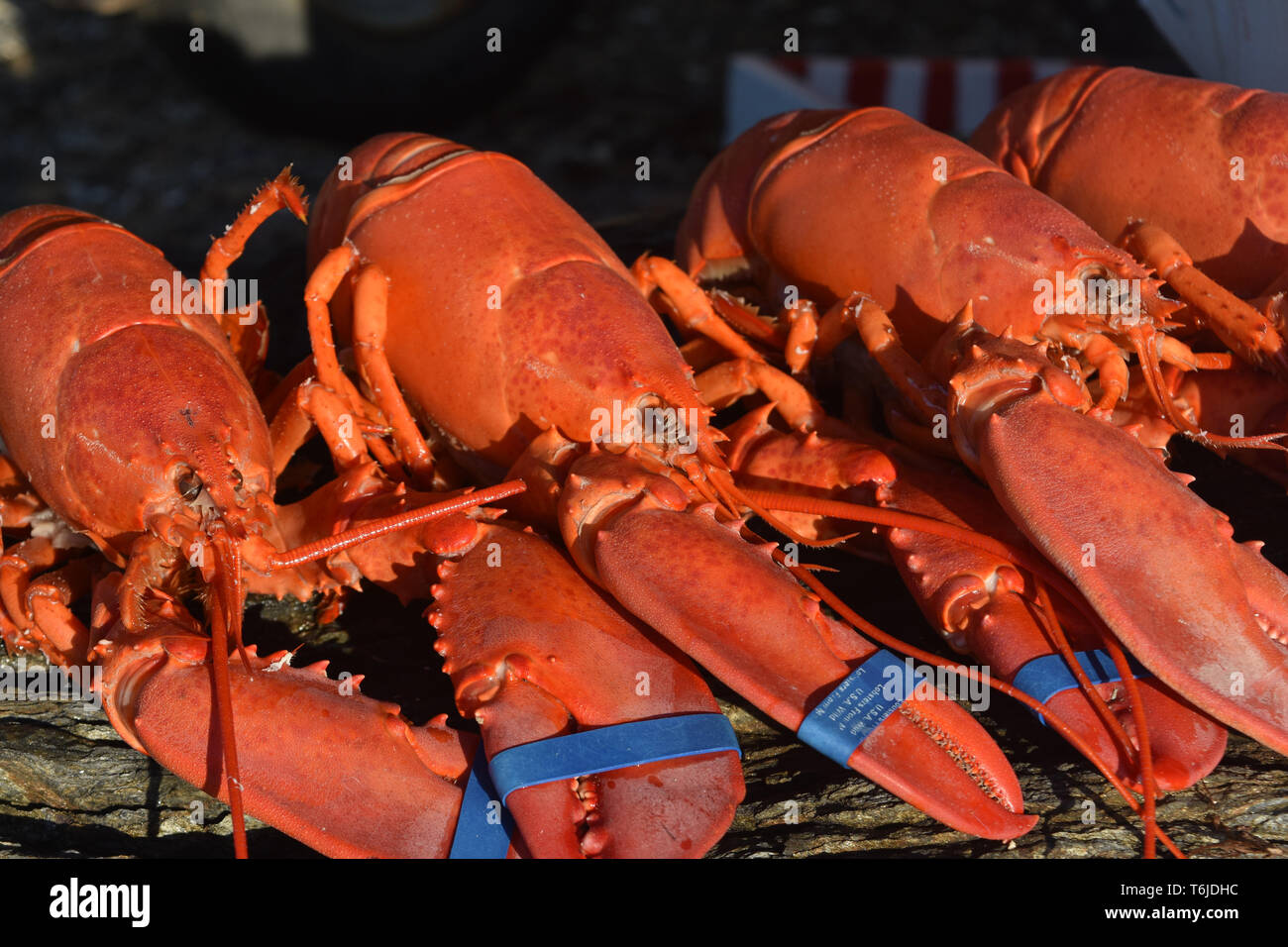 Nice Large Cooked Lobsters for A Summer Dinner Stock Photo Alamy