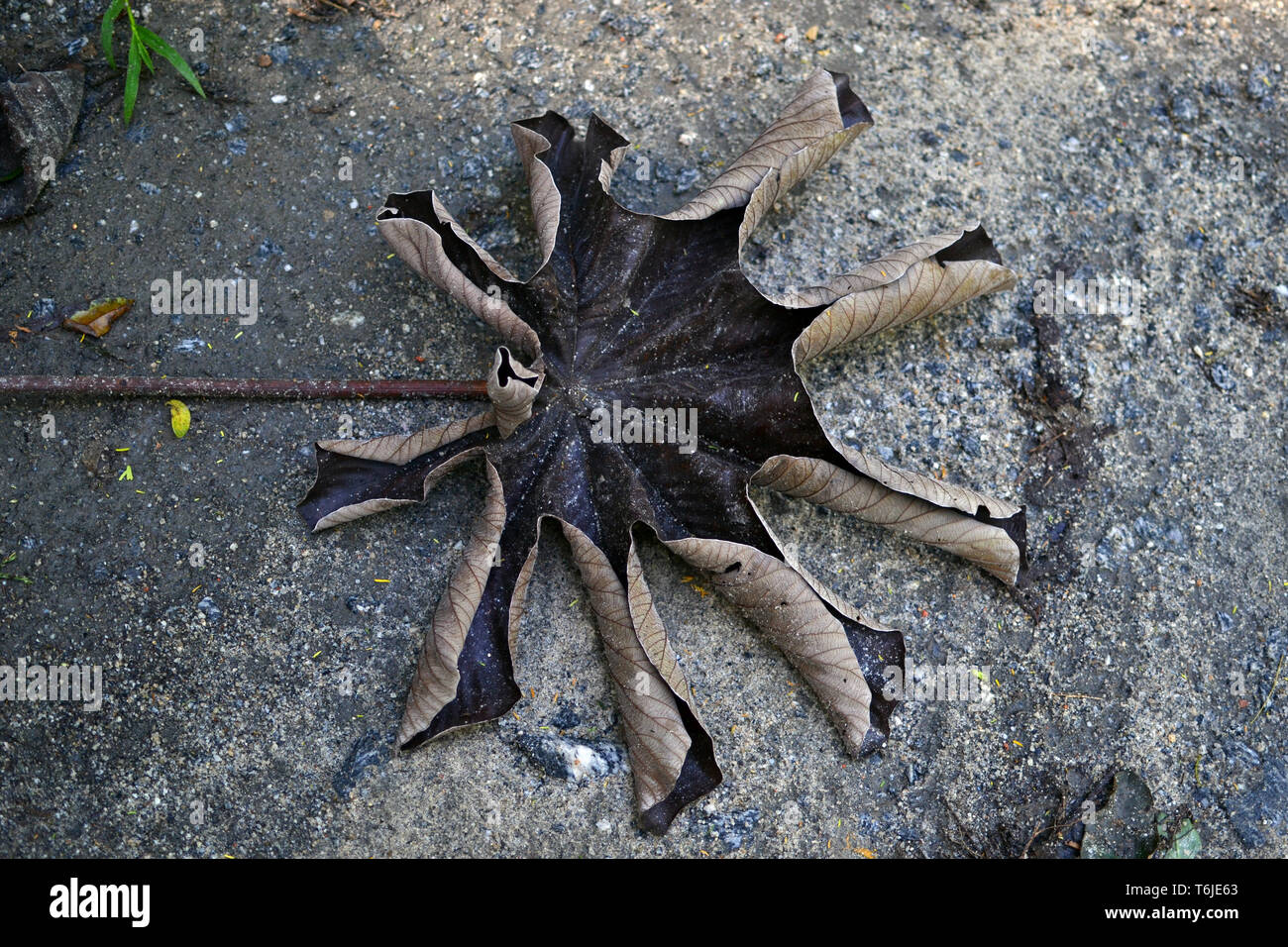 leaf of embauba that fell to the ground Stock Photo