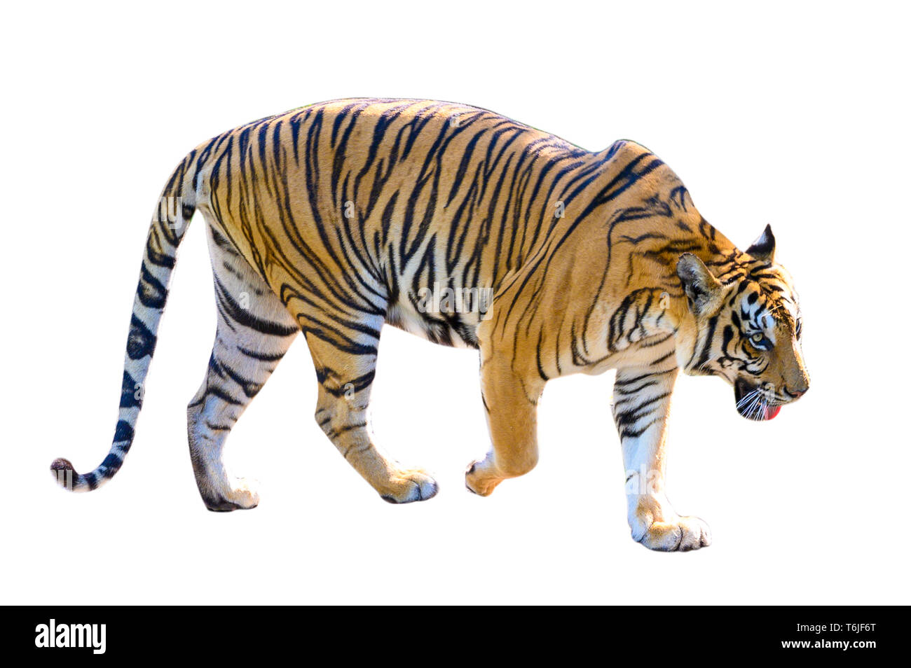 tiger White background Isolate full body Stock Photo - Alamy