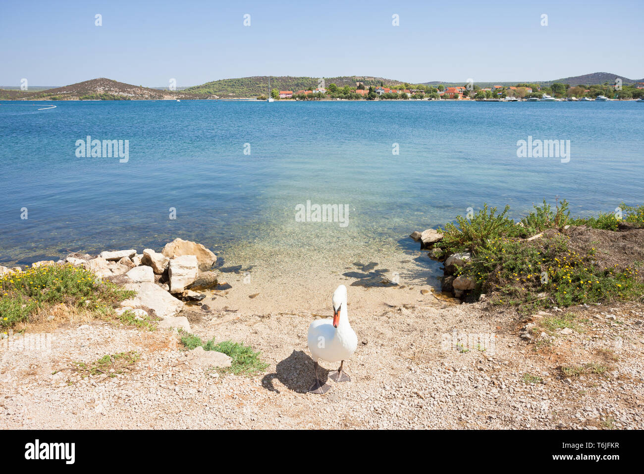 Bilice, Sibenik-Knin, Croatia, Europe - A swan acting as a gate keeper Stock Photo