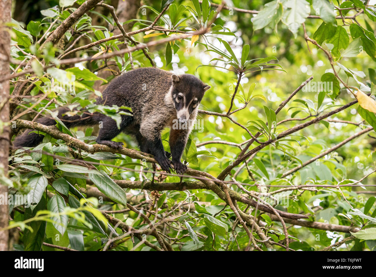 White-Nosed Coati, Monte Verde National Park, Costa Rica Stock Photo