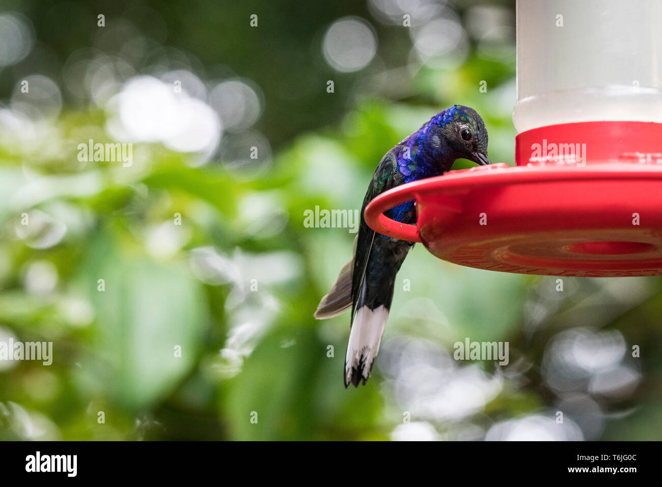 Violet Sabrewing Hummingbird at a feeder in Monte Verde National Park, Costa Rica Stock Photo