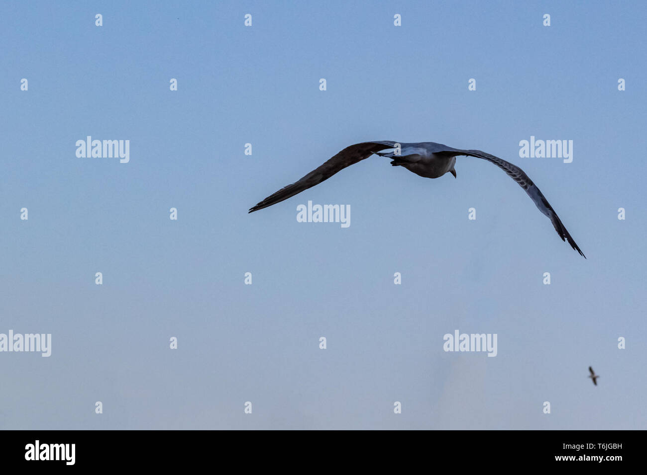Seagull Flying Away Wings Spread On Blue Sky Background From Behind Seagull Flying Away Wings Spread On Blue Sky Background From Behind