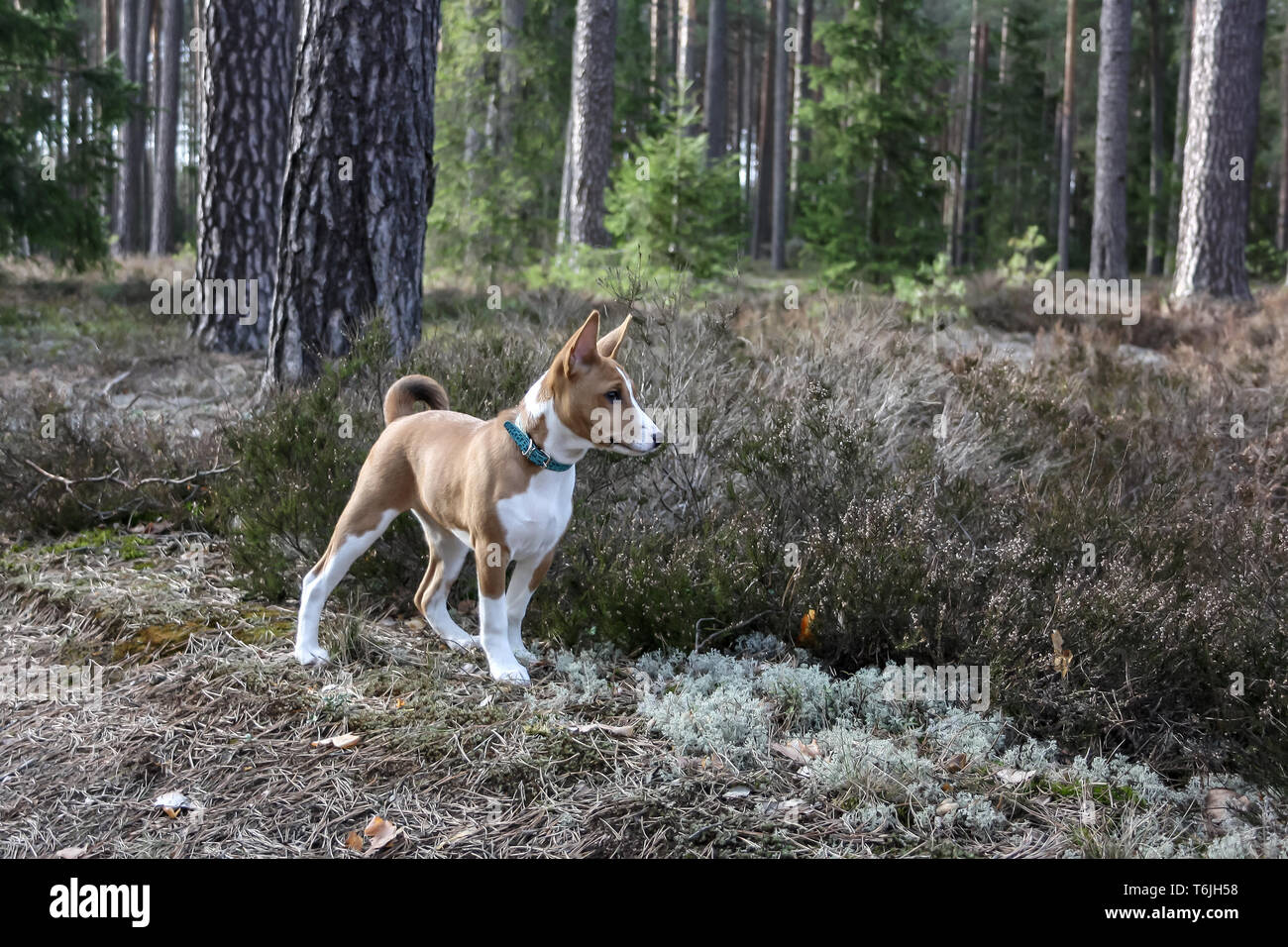 A dog of basenji breed with short hair of white and red color, standing outside with forest in the background on summer Stock Photo