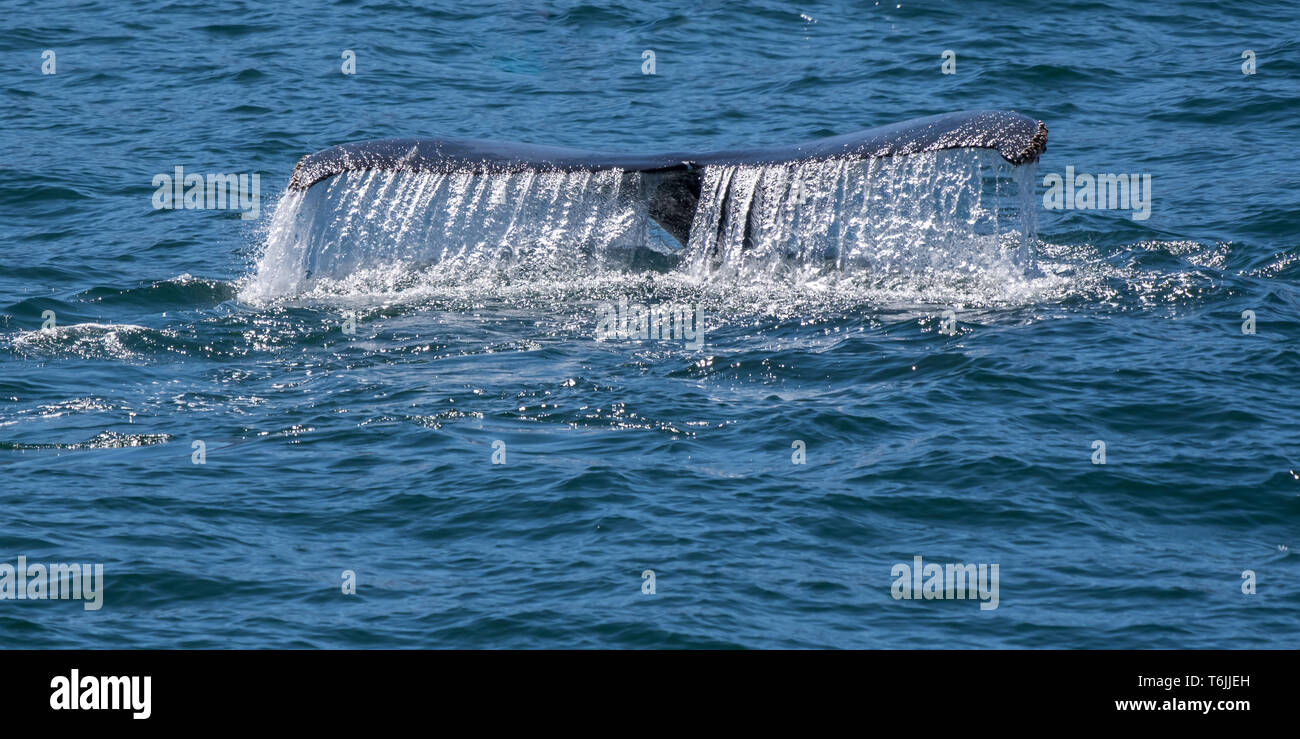 Humpback whale (Megaptera novaeangliae) shows tail flukes as it dives off the coast of Baja California, Mexico. Stock Photo