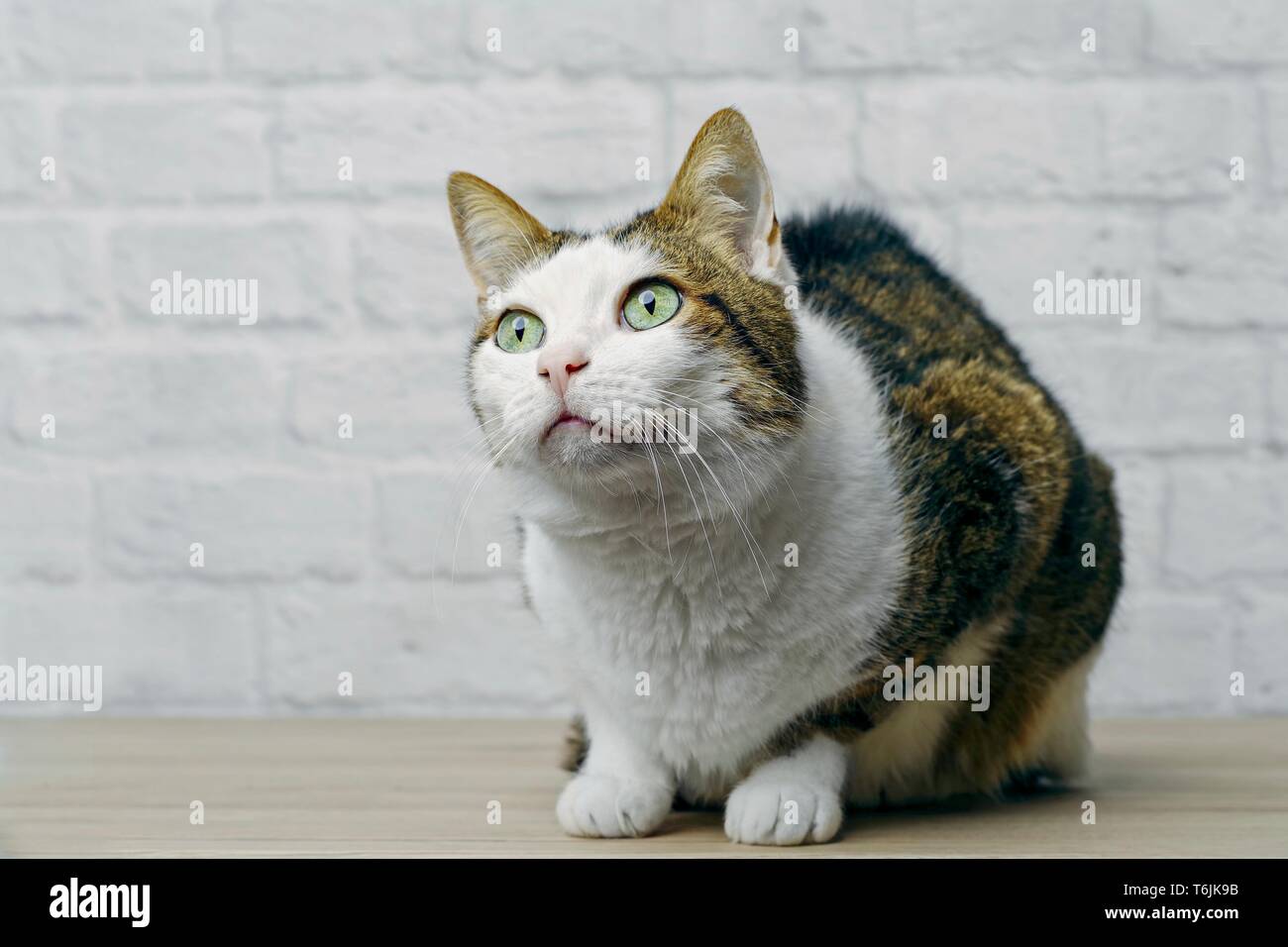 Tabby cat looking curious away. Horizontal image with copy space. Stock Photo